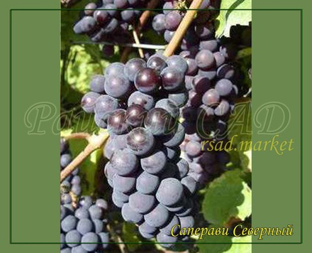 Виноград Саперави Северный