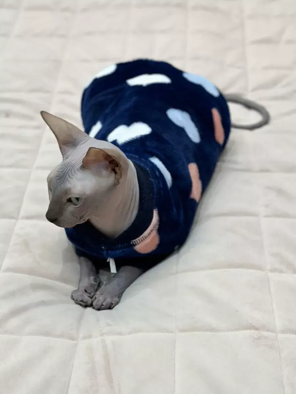 Одежда свитер для сфинксов кошек