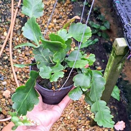 Рипсалис OBLONGA