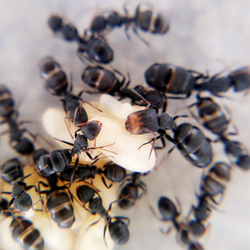 Муравьи Camponotus lasiselene (Красномордый муравей)