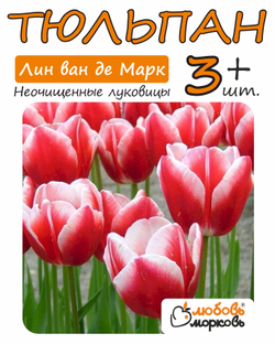 Тюльпан Луковица, Лин ван де Марк 3+  шт