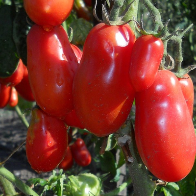 Томаты Хохлома