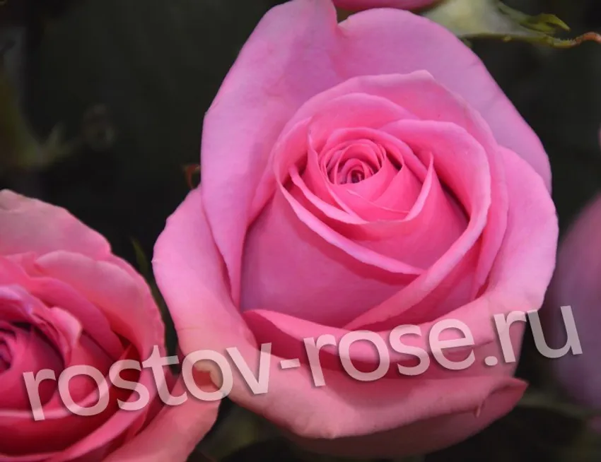 Букет 15 розовых роз (Эквадор)