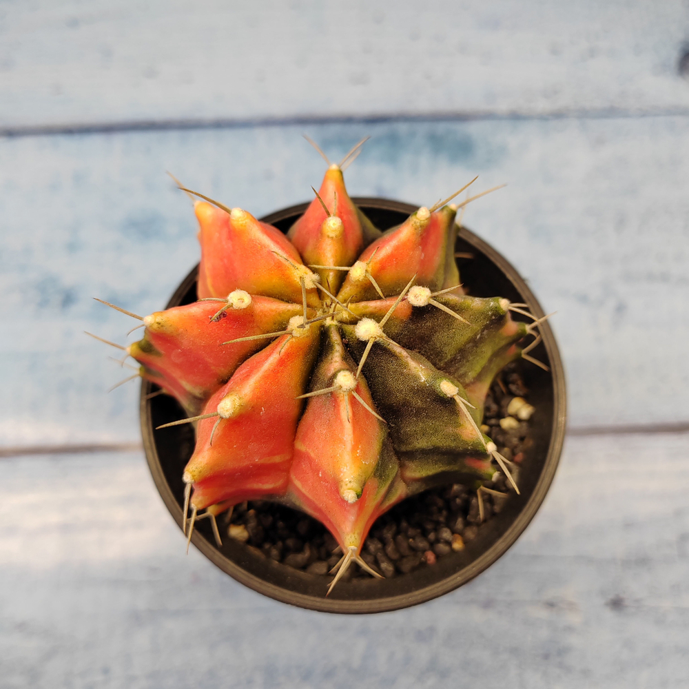 Gymnocalycium Variegata (Гимнокалициум Вариегатный)