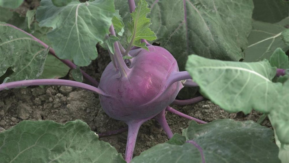 Колибри F1 семена капусты кольраби (Bejo / Бейо)