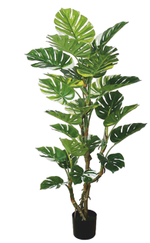 Монстера вариегатная 155 см.