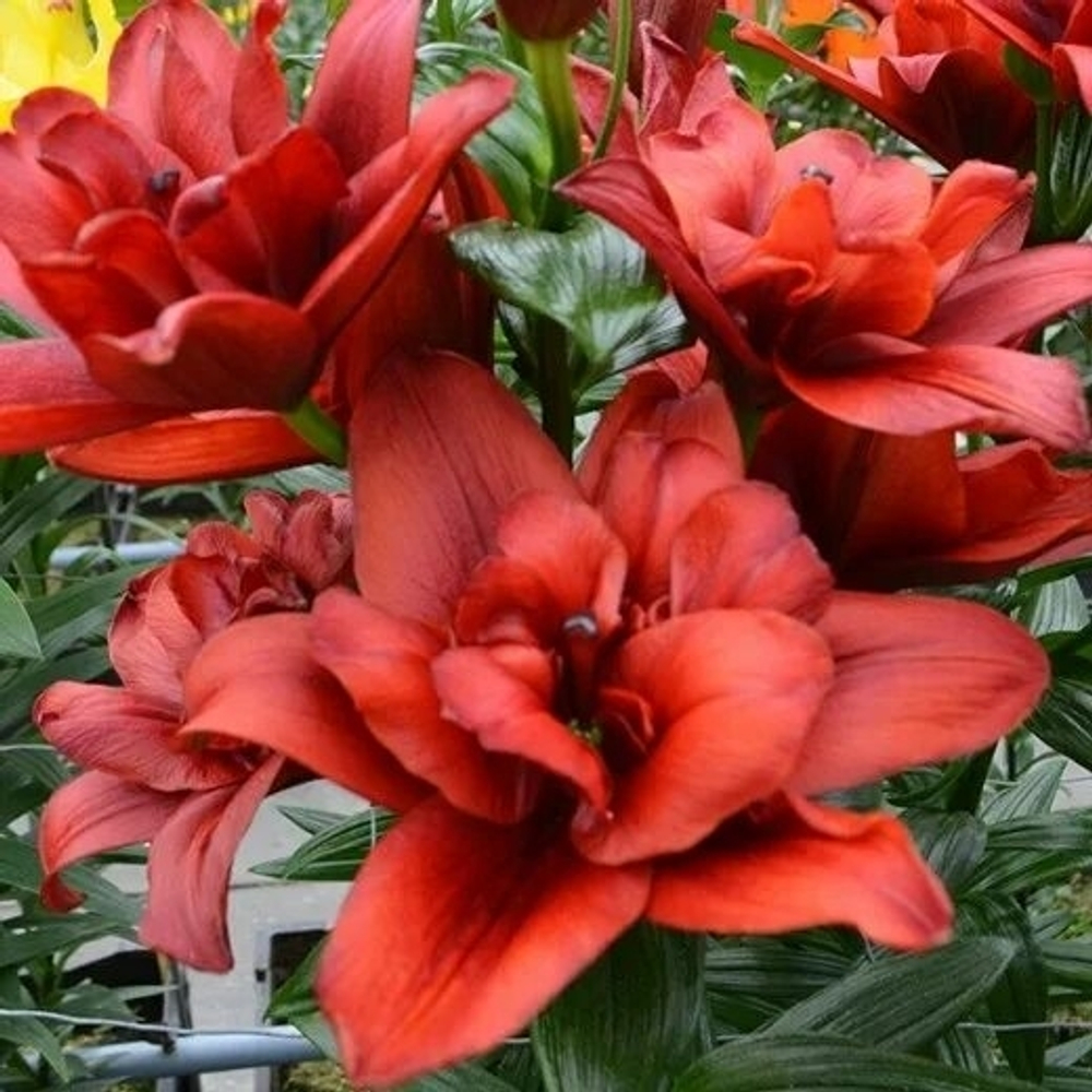 Лилия Bald Eagle (Азиатский гибрид,махровый)