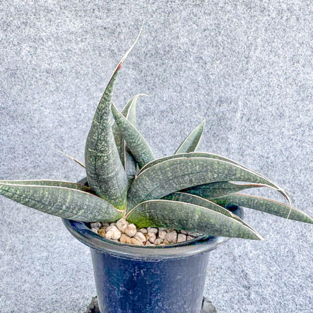 Сансевиерия ARUSHA BLUE s.L