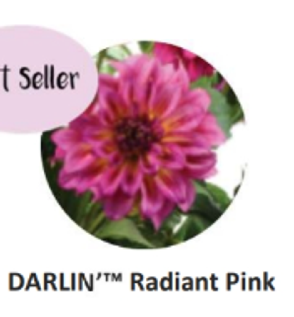 ЕВРО Георгина Darlin Radiant Pink укорененный ЕВРО черенок НАЧАЛО ЯНВАРЯ поставка 5