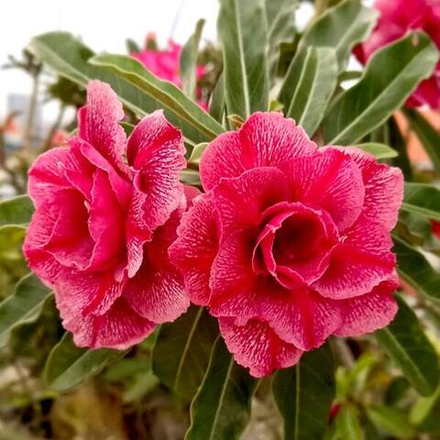 Адениум WAN ANGKHAN – TUESDAY