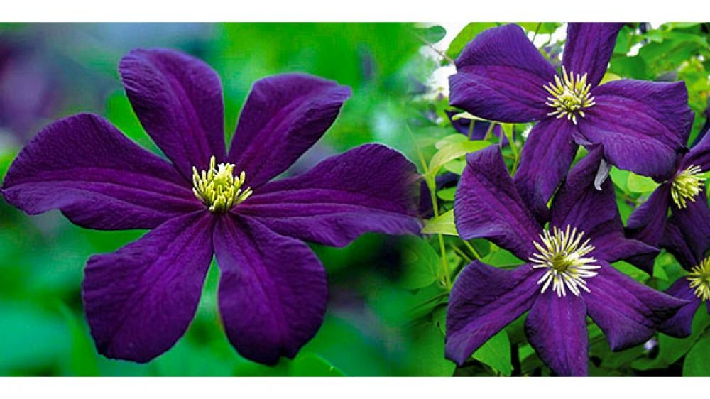 Клематис Romantika (Романтика) Стандарт поставки Р9