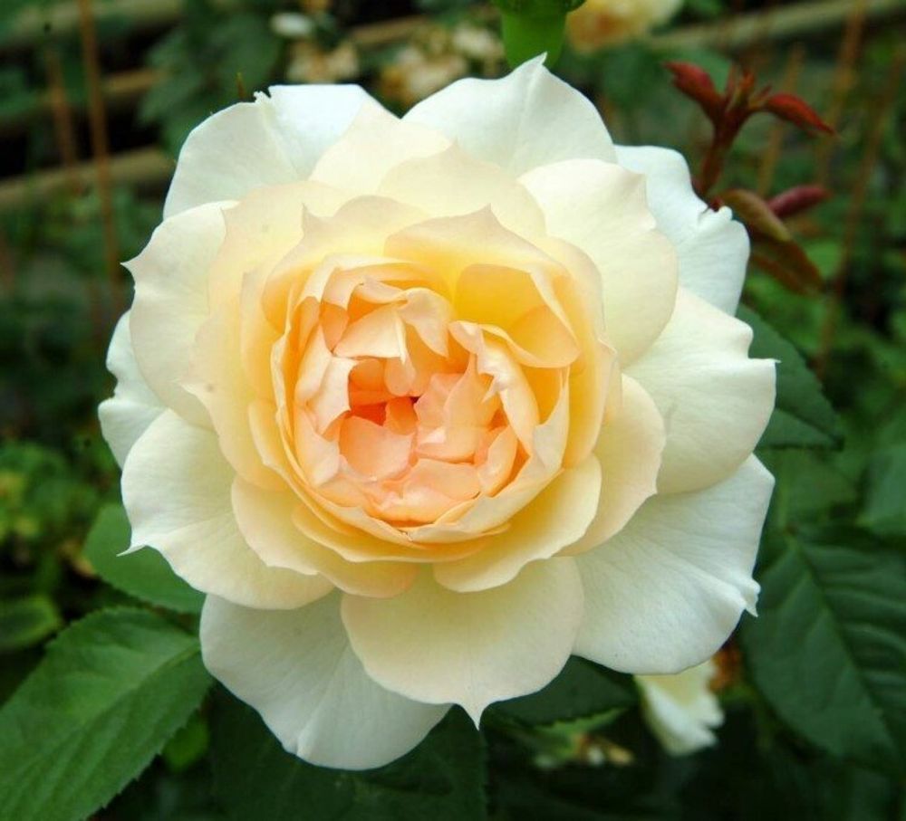 Роза кактусовидная Чайковский