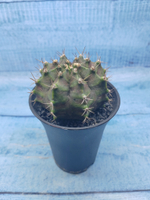 Gymnocalycium T-Rex Pink hybride (Гимнокалициум T-rex)