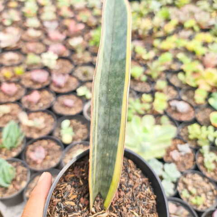 Сансевиерия SUPERPINK MARGIN