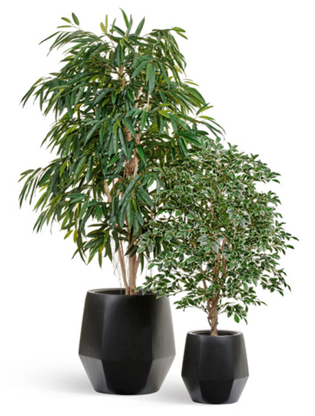 Комплект - Лонгифолия Роял и Фикус Фолиа в кашпо Treez Effectory Crystal