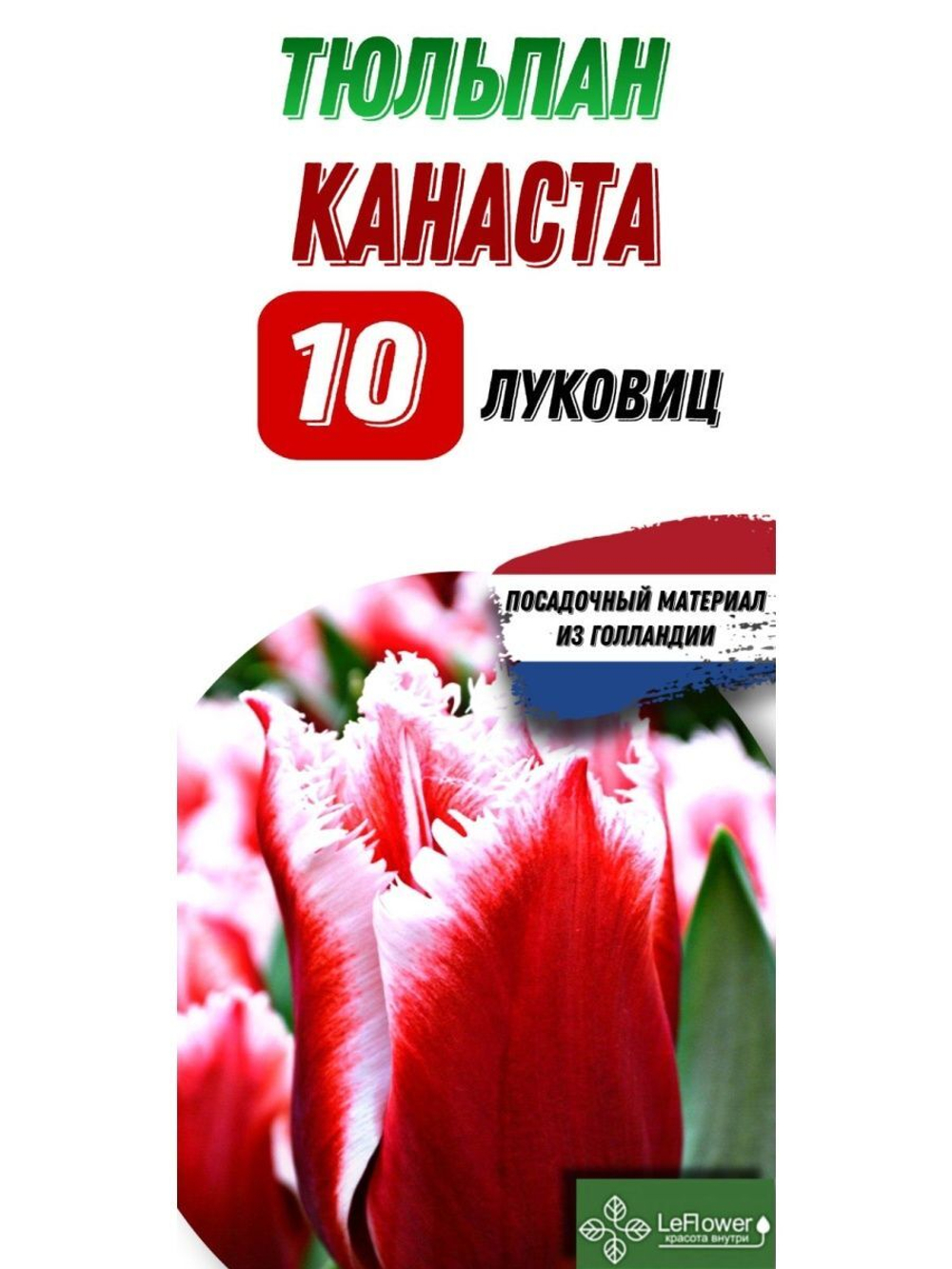 Тюльпан Луковица, Канаста, 10шт