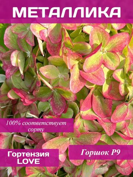 Металлика гортензия метельчатая