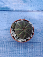 Суккулент Euphorbia Obesa (Эуфорбия)