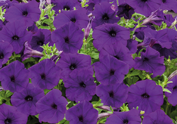 Петуния ампельная Саксесс Блю F1 (50др) Витагрин Профи