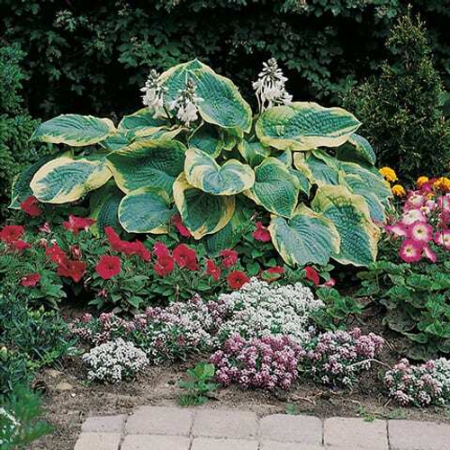 Хоста Франсес Вильямс / Frances Williams  (ML)