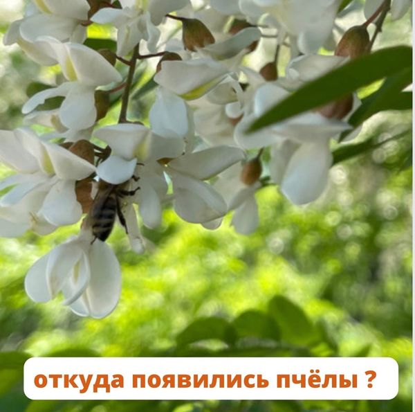 ОТКУДА ПОЯВИЛИСЬ ПЧЁЛЫ?