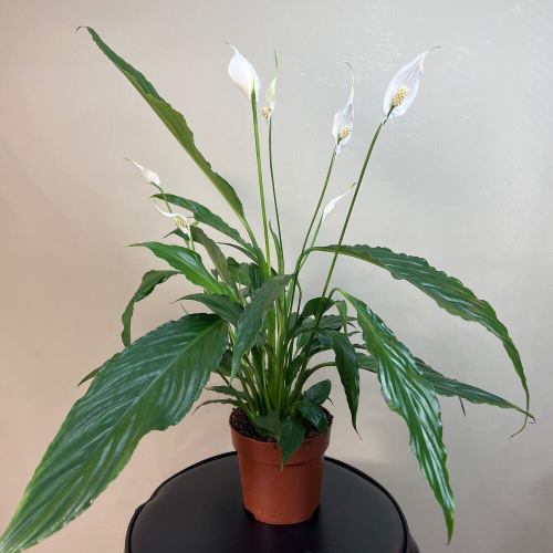 Спатифиллум (Женское счастье)