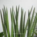 Сансевиерия Цилиндрика Рокет 17/70
