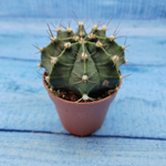 Gymnocalycium Friedrichii (Гимнокалициум)