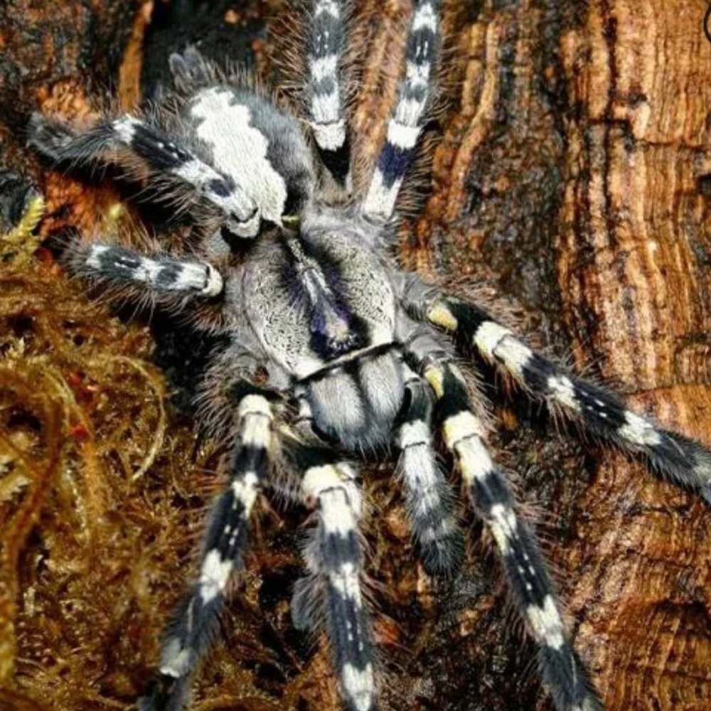 Паук-птицеед Poecilotheria regalis (Пецилотерия регалис)