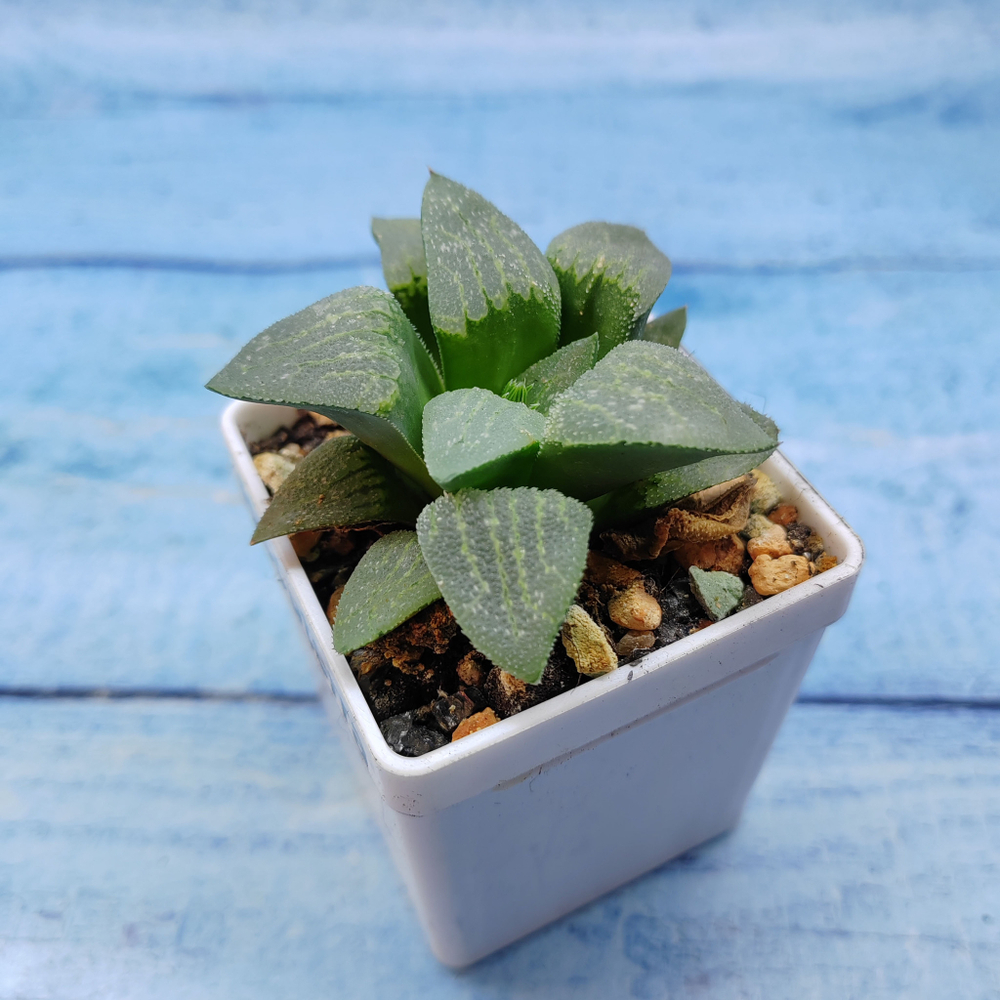 Haworthia Comptoniana Hybride hybrid (Хавортия)
