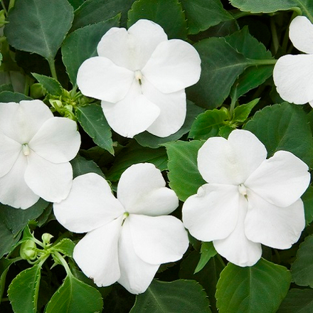 Бальзамин белый (6 шт)