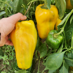 Гигантский Сладкий Перец Жёлтый Монстр — Yellow Monster Pepper