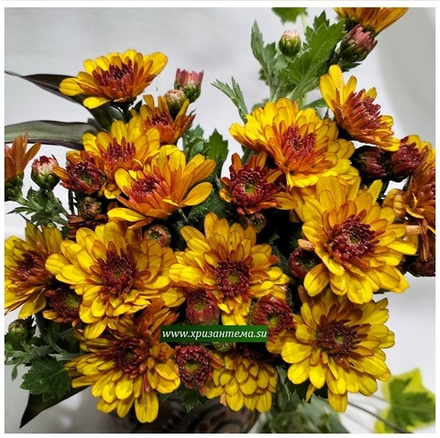 Хризантема мультифлора Sunbeam Bronze Bicolor м. 195🌻  (временно нет в наличии)