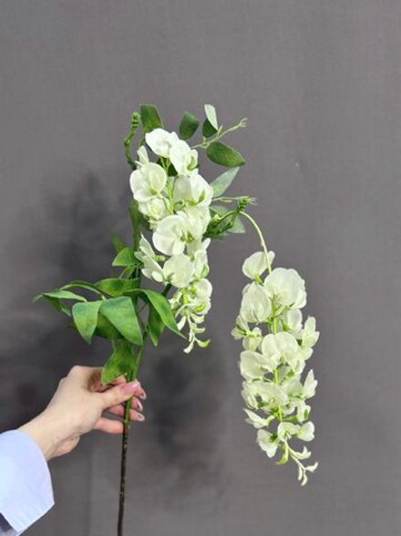 Глициния белая (h95 см)