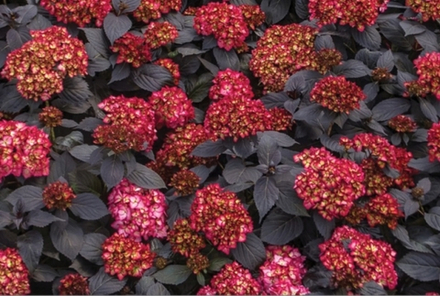 Eclipse First Editions/ Эклипс Фирст Эдишн