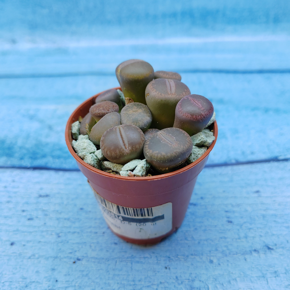 Lithops sp. (Литопсы)