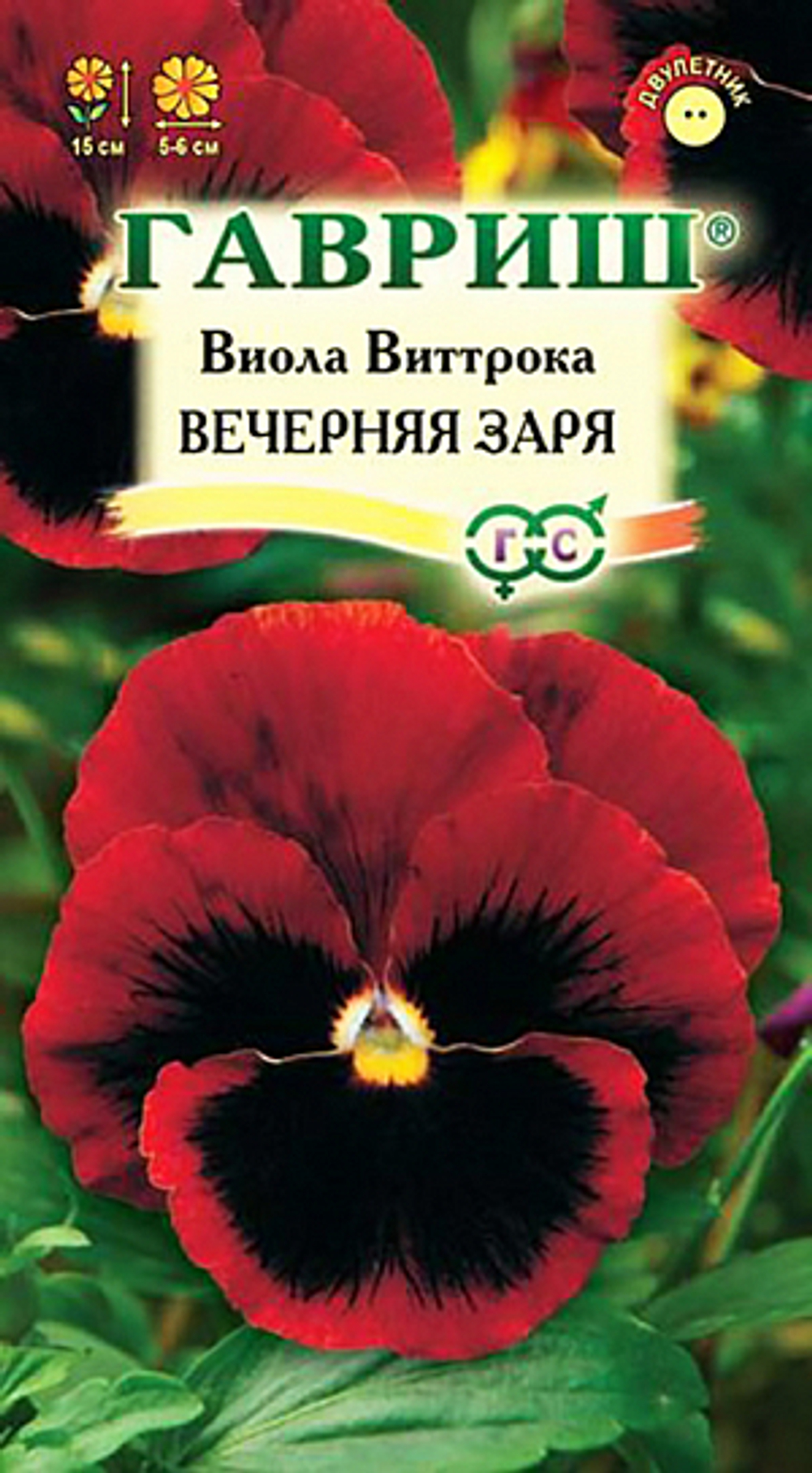 Виола Вечерняя заря