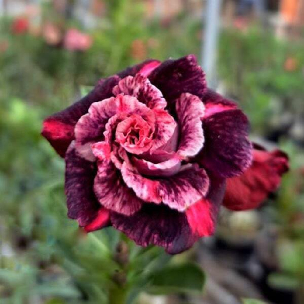 Адениум SRIVIJAYA