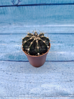 Gymnocalycium Friedrichii (Гимнокалициум)