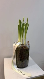 Композиция с луковичными нарциссами в вазе