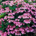 Mariesii Perfecta (Маризи Перфекта) Р12 Европа 2026