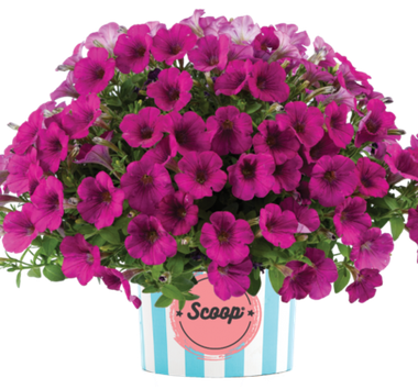 32264 Петуния SCOOP BERRY BRULEE