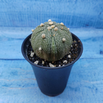 Astrophytum Asterias (Астрофитум)