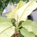 Банан вариегатный NAM WAH KHOM MINT