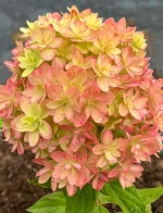 Мечта Лесково С3