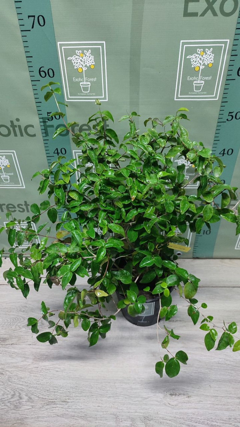 Eugenia Uniflora