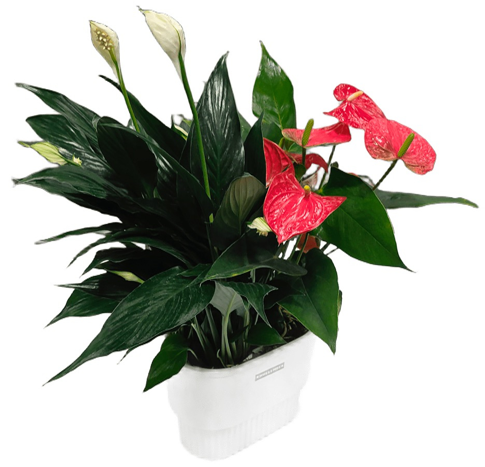 Композиция на гидропонике - Антуриум и Спатифиллум