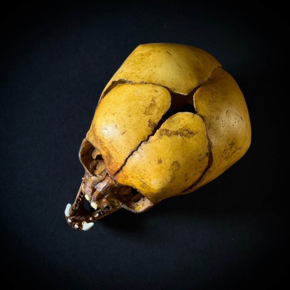 Маленький монстр