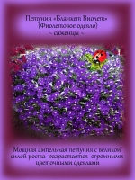 Петуния Бланкет Виолет