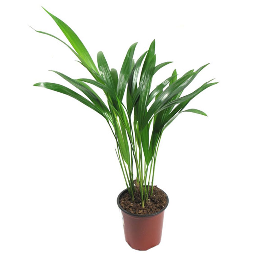 Купить растение Дипсис - пальма Хризалидокарпус / Geo Glass
